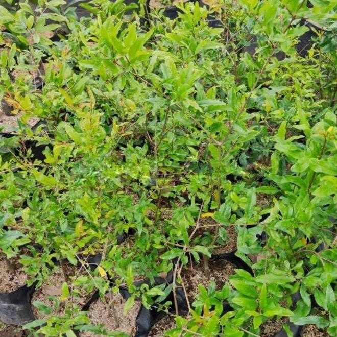 Bibit Tanaman Buah Delima Merah Thaif Arab Orinal ATZ