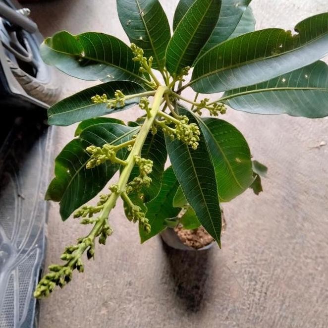 Tanaman Bibit Buah Mangga Manalagi Sudah Berbuah ATZ