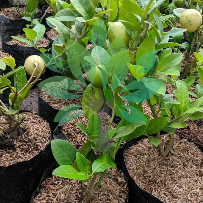 bibit tanaman buah lemon california berbuah-bibit lemon berbuah asli ATZ