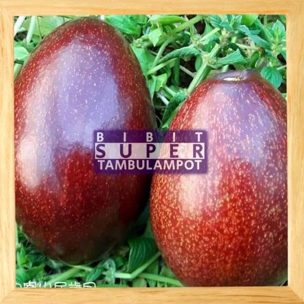 Obral Bibit Tanaman Buah alpukat red Vietnam Okulasi Stek Cangkok