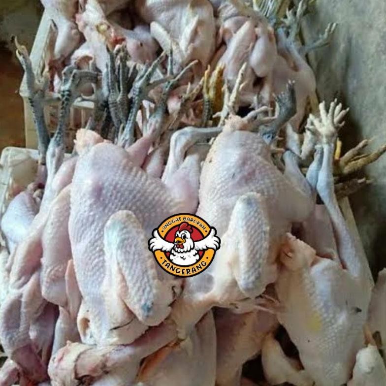 

Ayam Kampung Besar Asli Fresh + Free Ati Ampela - Siap Masak Original