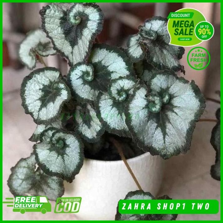 TANAMAN HIAS BEGONIA ESCARGOT KEONG BUNGA BEGONIA ESCARGOT KEONG PRAKTIS BEST SELLER 