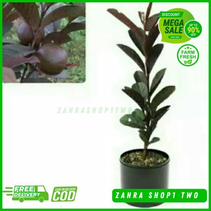 

JAMBU BIJI AUSTRALIA CEPAT KUALITAS TERBAIK !!