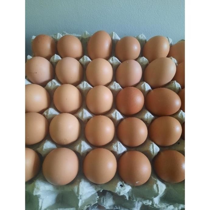 

(Expert) Telur Ayam Omega 3 Fresh 30 Butir Khusus Bandung