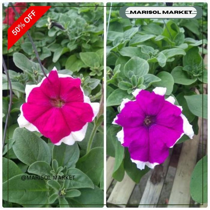 PETUNIA HYBRID F1 TERBARU