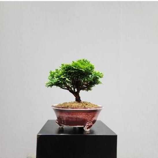 fresh bonsai Cemara inoki Cypress hijau tanaman