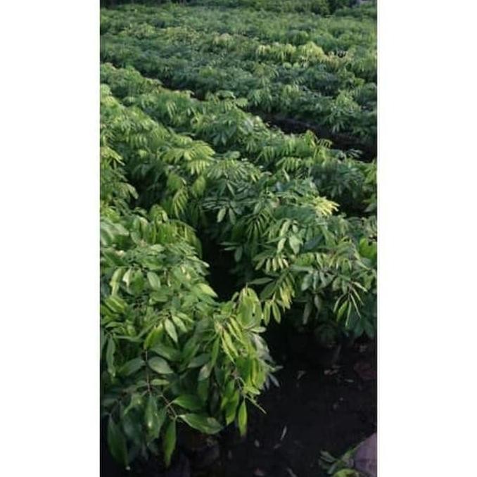 

fresh Pohon Kelengkeng New Kristal