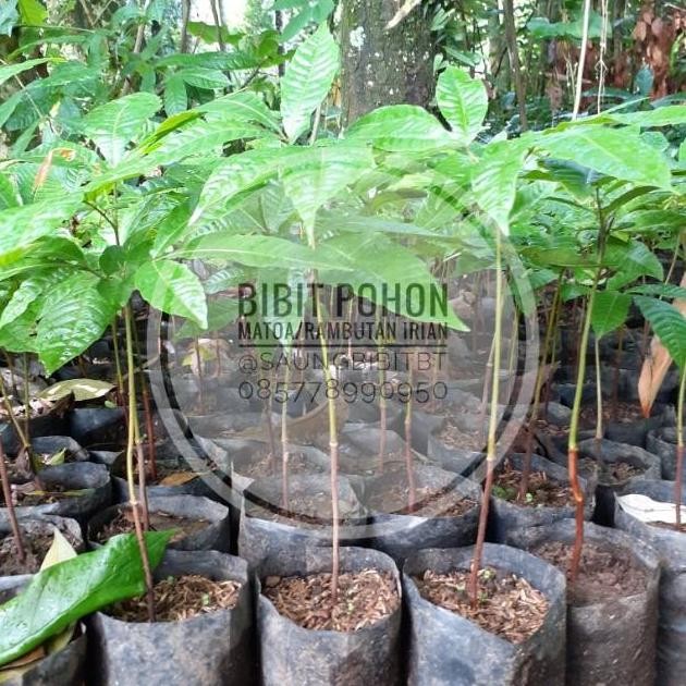 Bibit Pohon Matoa Rambutan irian Pohon Buah Matoa Tanaman Buah Matoa
