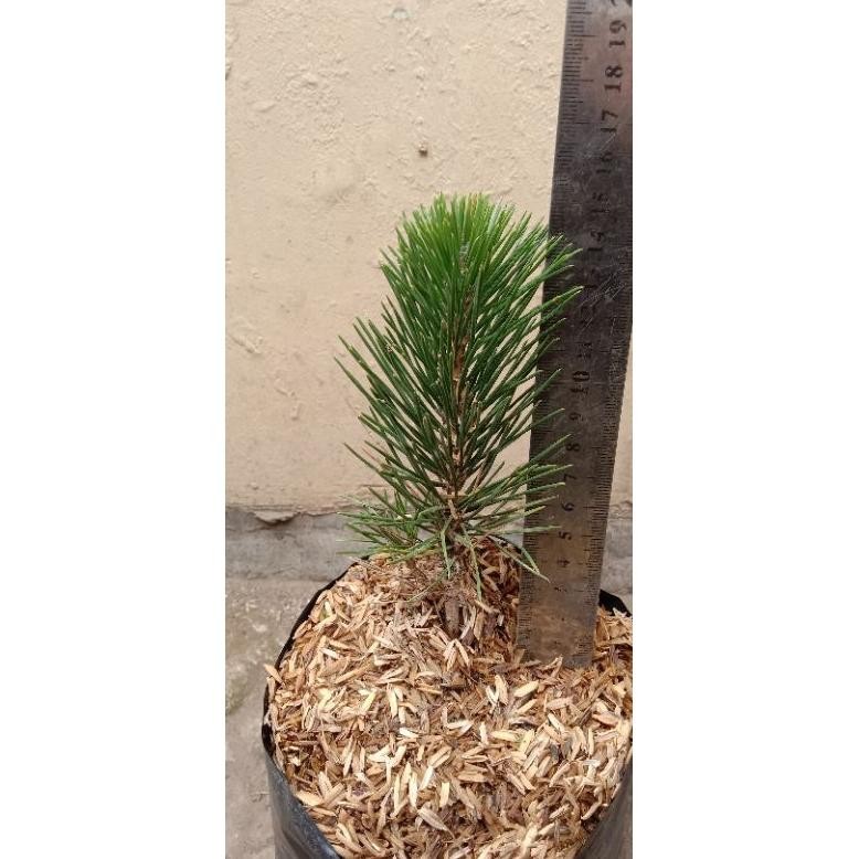 Bibit Bonsai Pinus Black Pine (TINGGI 15CM)