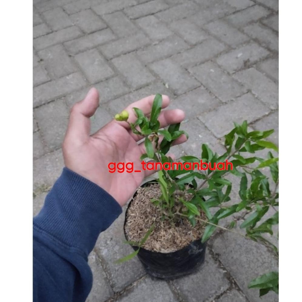 Terlaris Bibit Delima Putih Jumbo Sudah Berbunga Spesial Df-7