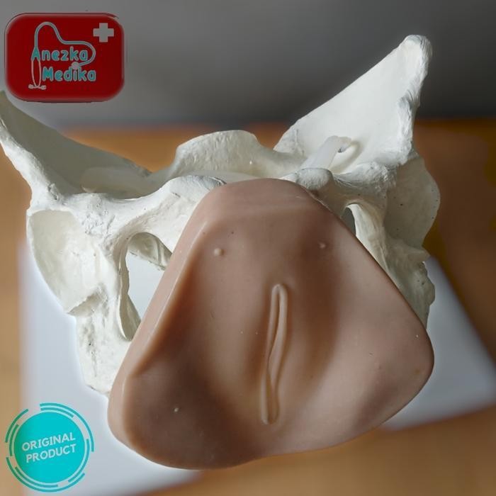 Phantom/Manikin/Manekin/Kerangka Panggul Kelamin Wanita Original Dan Terpercaya