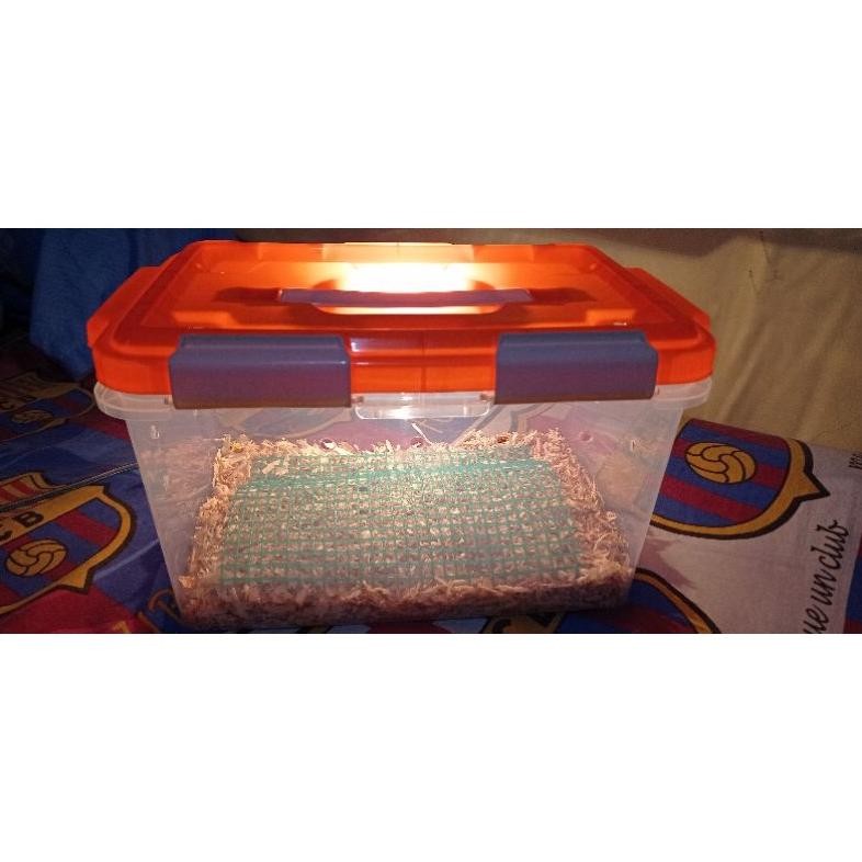 Box Terrarium Lolohan Burung Countener AST