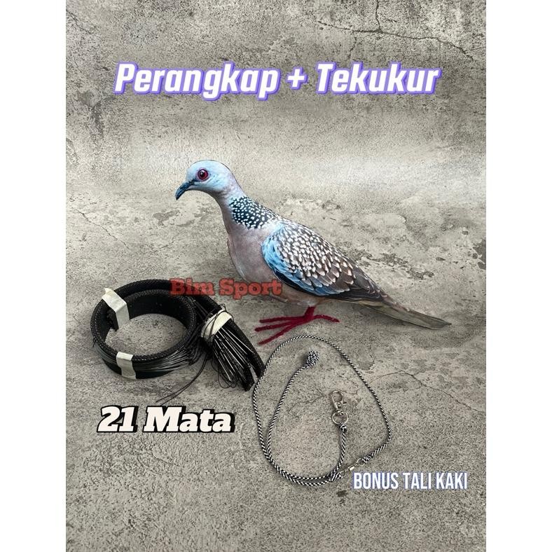 Paket Jebakan Perangkap Burung Tekukur / Dekukur - Burung Balam AST