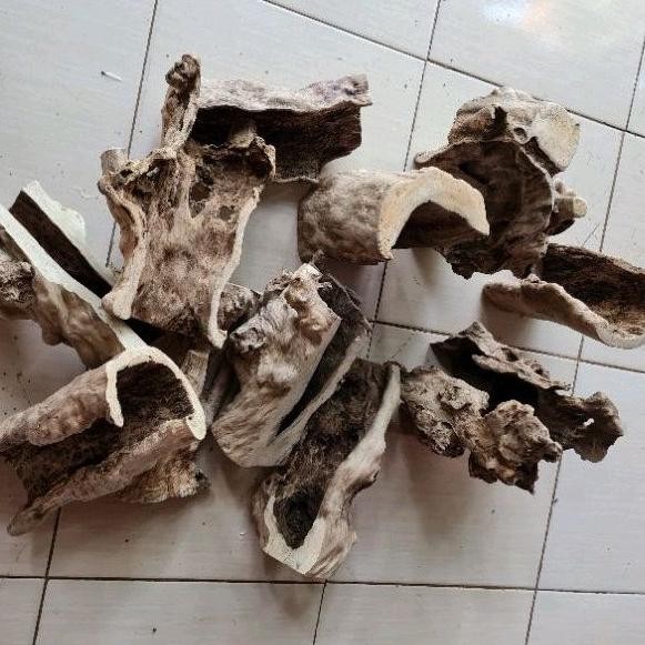 Kayu Kopi Rumah Reptil Tarantula Hiding Cave AST