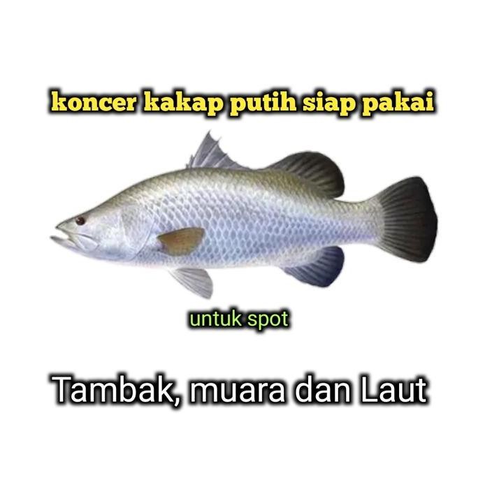 

koncer kakap putih siap pakai buatan papa barra