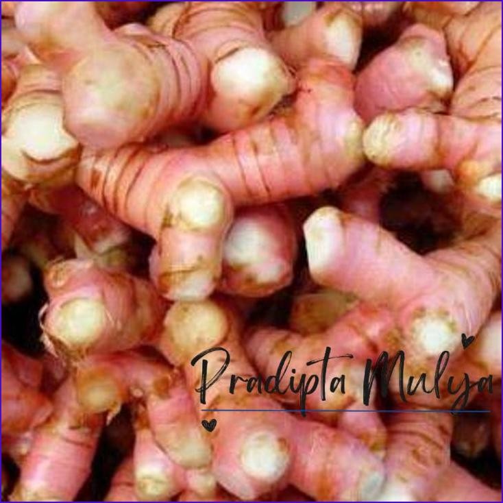 

Masih Ready Lengkuas Merah / Laos Kemasan 500 Gram