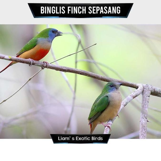 TERMURAH - Binglis Finch Sepasang
