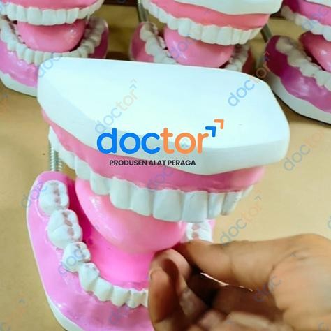 [doctor] Torso Model Gigi Ukuran Besar-Phantom/Manikin/Manekin Gigi Anak-Dental Care/Praktek Edukasi