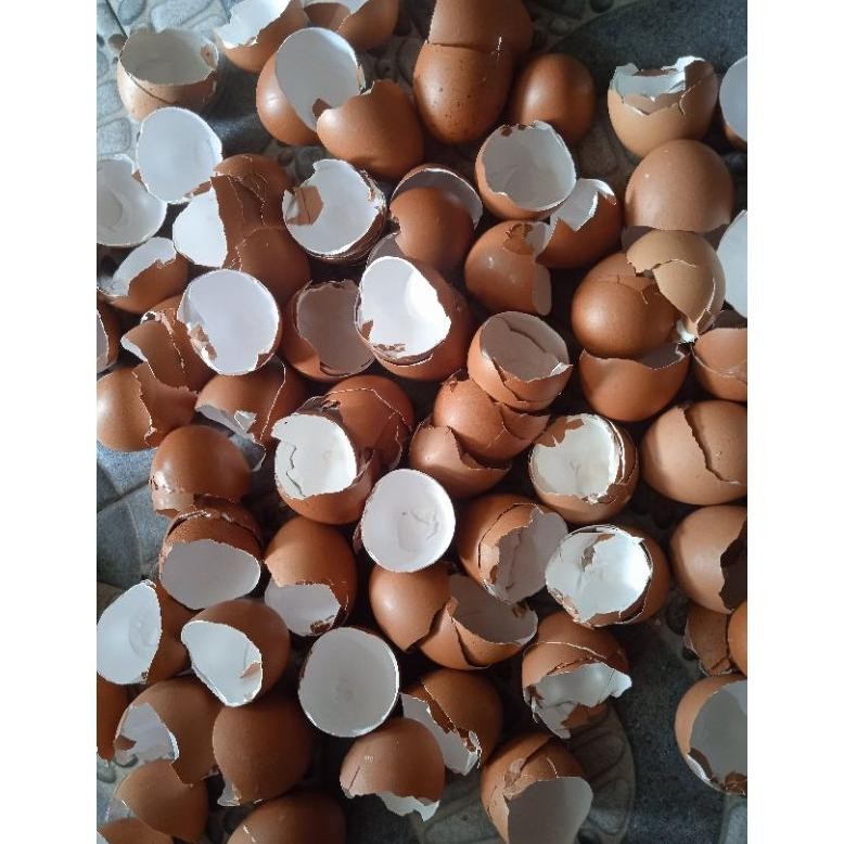 

KULIT TELUR AYAM NEGERI/ CANGKANG TELUR KERING 250GR DAN 500GR