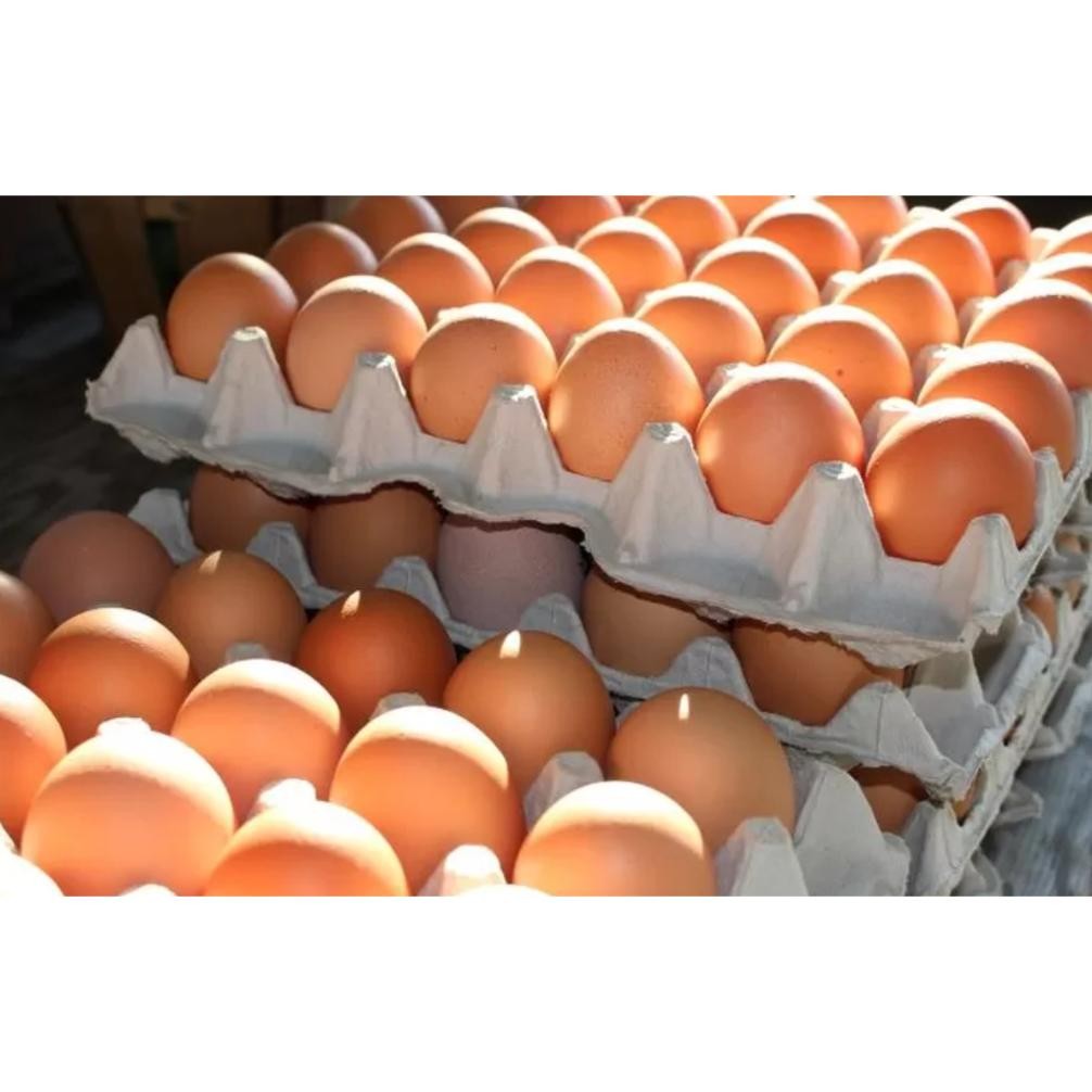 

TELUR AYAM NEGERI PER KG TELOR AYAM KHUSUS INSTAN