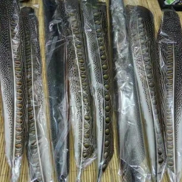 BULU BURUNG RUAI (PANJANG :70-80 CM)