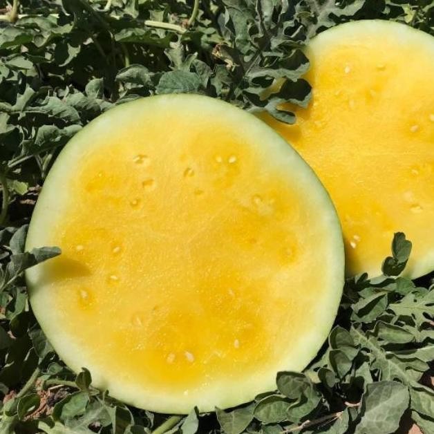 Biji Buah Semangka Kuning - Bibit Tanaman Pohon Semangka Kuning - Buah FRESS