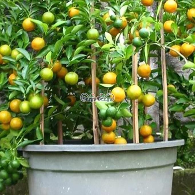 

jeruk lemon cui tanaman bibit buah jeruk kolomonde dalam pot - buah FRESS
