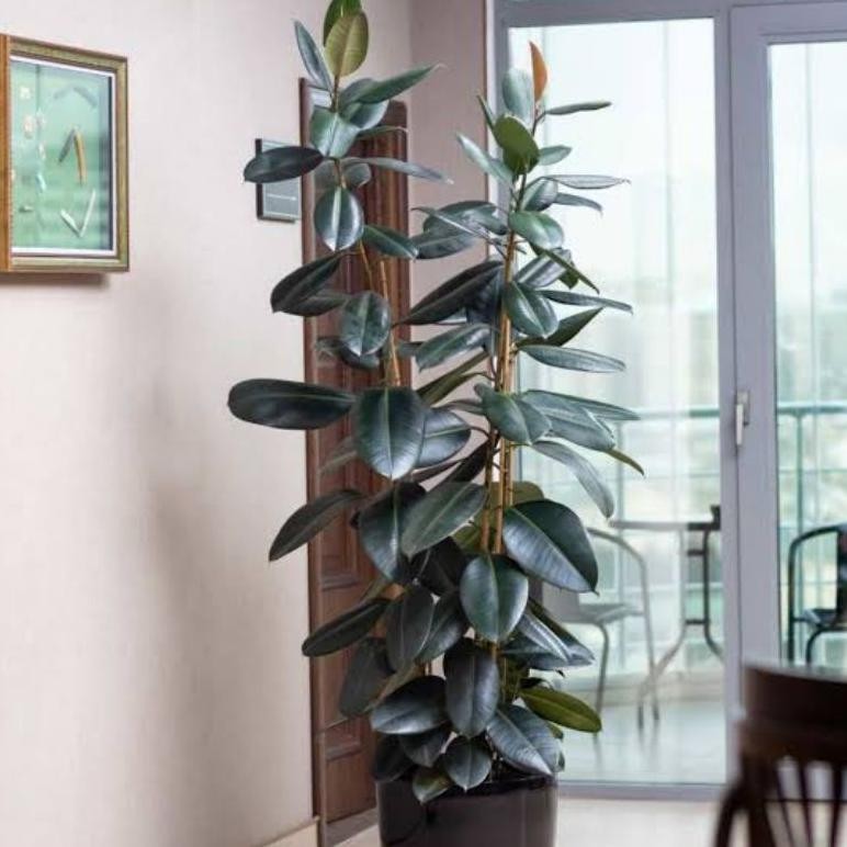 Pohon Karet Kebo Hijau Rubber Plant Tinggi 80-1 Meter