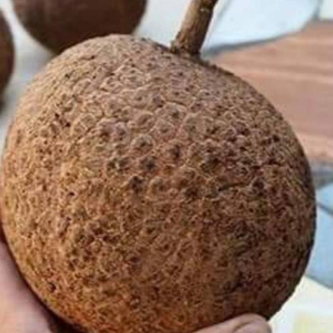 bibit tanaman buah durian gundul pohon durian gundul hasil okulasi ATV