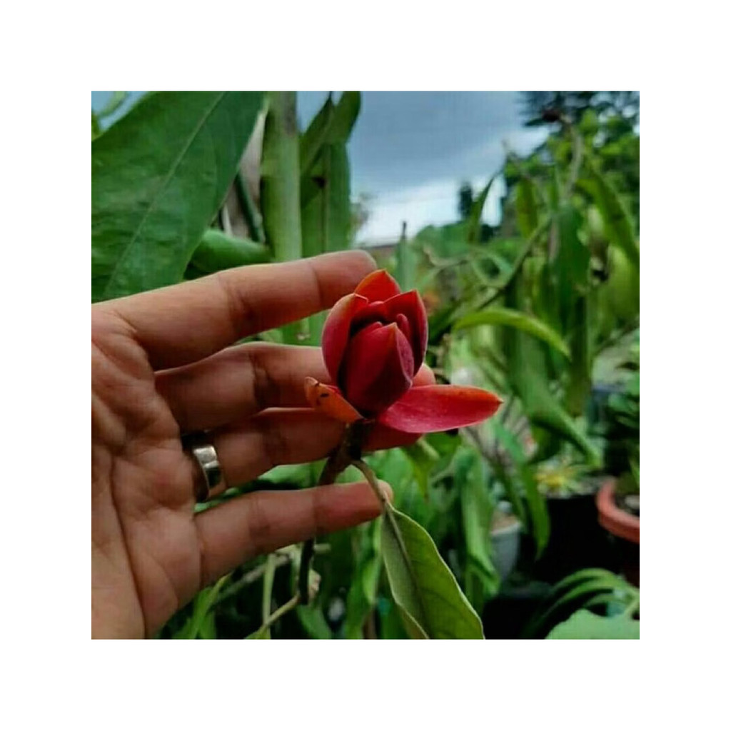 Kantil Merah - Bibit Tanaman Bunga Kantil Merah - Tanaman Hias Cempaka Kantil Merah