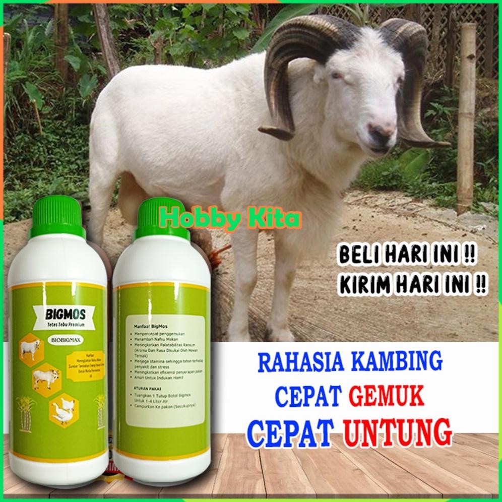 Penggemuk Kambing dan Domba BIGMOS Obat Penggemuk Kambing Paling Cepat Obat Kambing Nafsu Makan AST