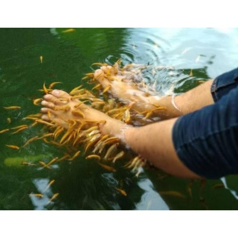 Ikan terapi lemon isi 200 AST