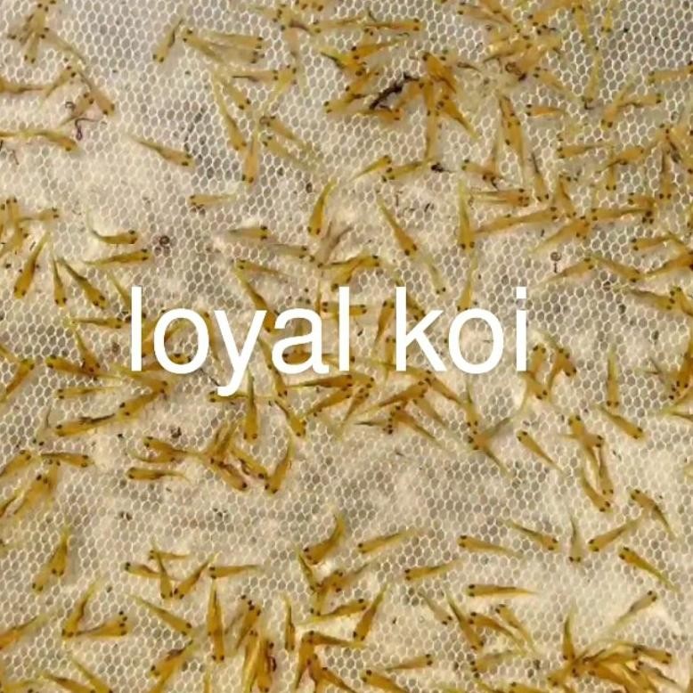 pakan/bibit ikan koi Blitar paket 110 ekor.LARVA AST