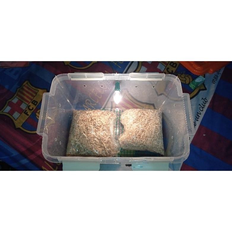 Box Terrarium Lolohan Burung Countener SV