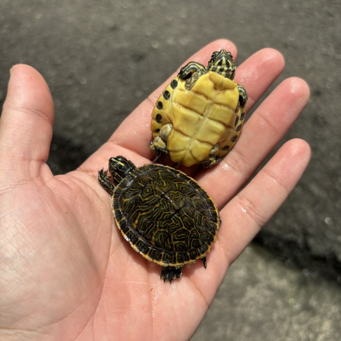 TERBARU Kura kura Peninsula Cooter Grade A