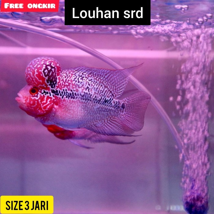 TERBARU ikan louhan srd thailand merah (ikan hias air tawar aquarium)