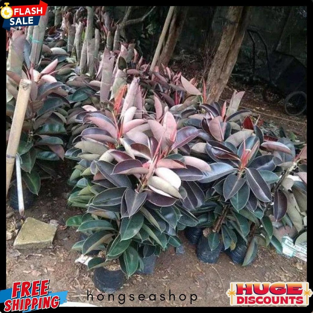 Tanaman Hias Rubber Plant Karet Kebo Merah Ficus Elastica Shivereana Diskon Setengah Harga