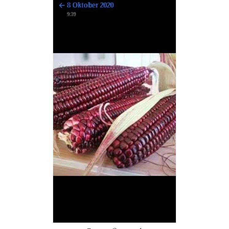 

Jagung Etan Hitam Freh Pa