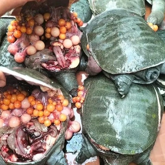 TERBARU labi labi petelur / umpan lele / galatama / telur bulus BISA GRAB