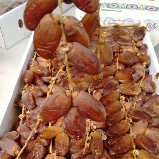 

KURMA PALM TUNIS TANGKAI