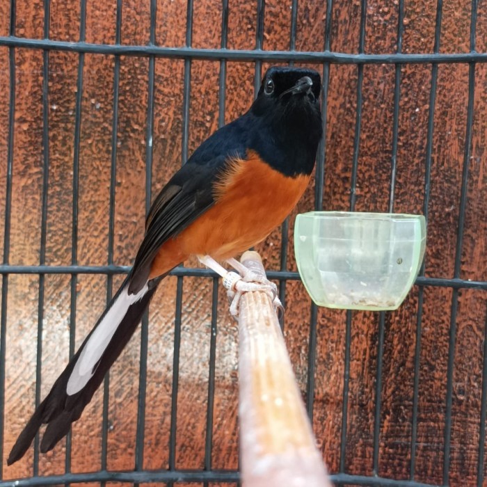 burung murai batu medan jantan pastol gacor fullset sangkar king