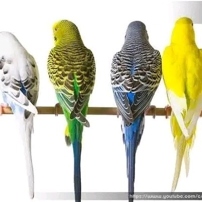 Burung Parkit Sepasang Istimewa