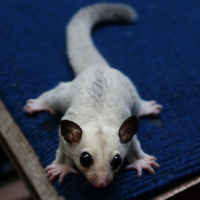 Sugar Glider Joey Platinum