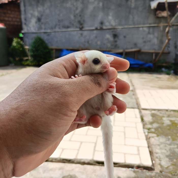 TERMURAH SUGAR GLIDER JOEY LEUCISTIC PUTIH BERSIH