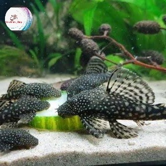 PROMO SPECIAL ikan sapu sapu pembersih kaca - sapu sapu hias aquarium aquascape