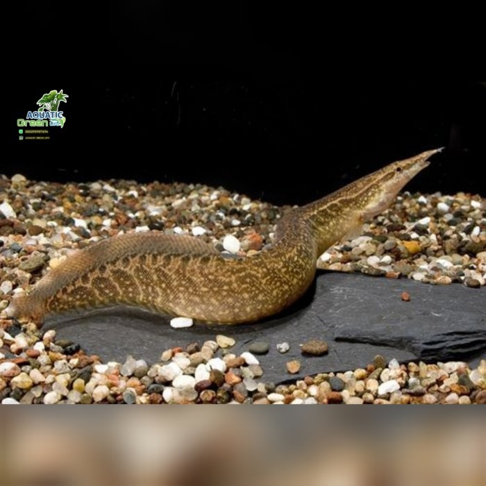 TERUJI IKAN HIAS SILI BAMBU / MACROGNATHUS CIRCUMCINCTUS / IKAN HIAS AQUARIUM