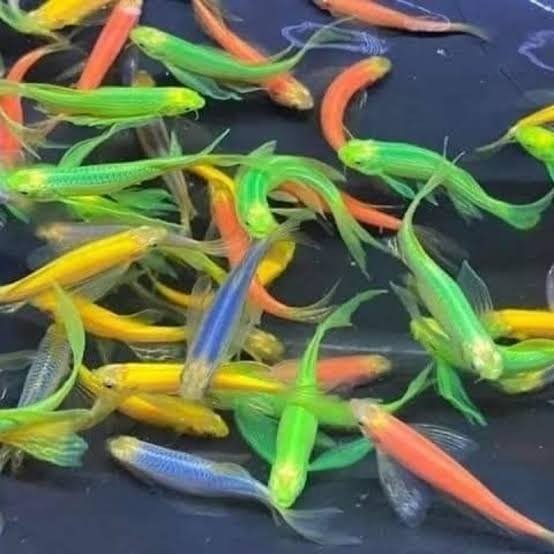 DISKON Ikan Hias Zebra Sebra danio Slayer Ikan Air Tawar Aquarium Aquascape