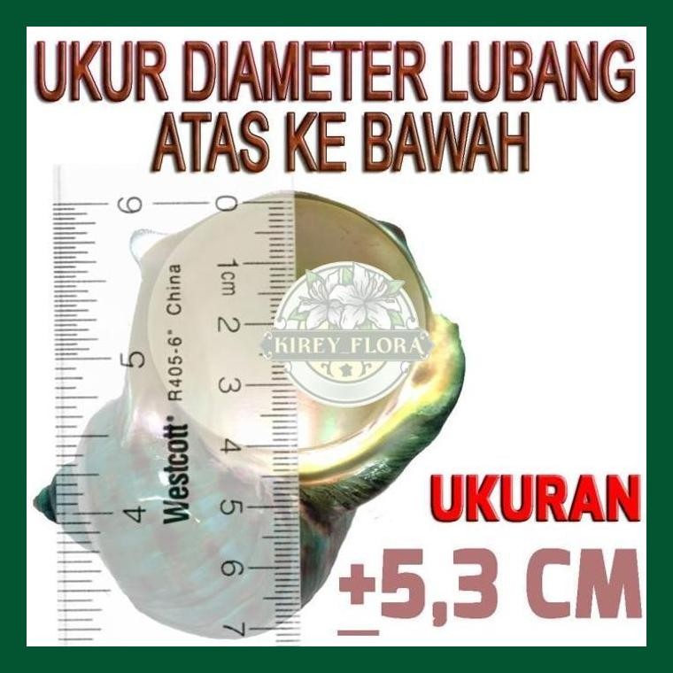 Imperial Shell Cangkang Rumah Kelomang Umang Umang Pompongan Keong