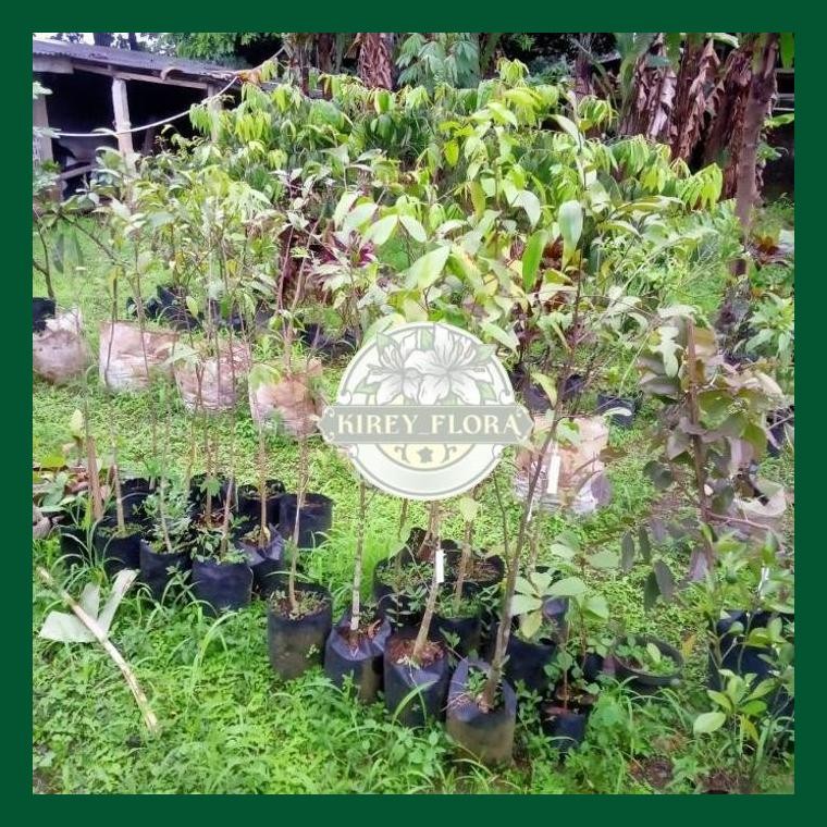 Bibit Pohon Gaharu/Aquilaria Malaccensis Super