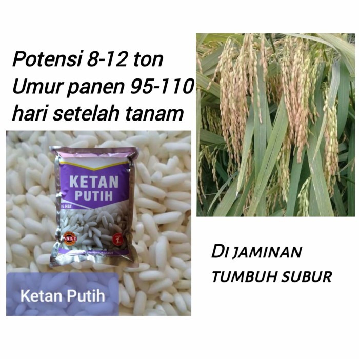 PROMO ~`~ Benih Ketan Putih anak banyak tahan roboh bibit padi ketan ~~~